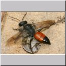 Astata boops - Wanzengrabwespe 17e 11mm beim Nesteintrag am Steilhang mit Wanze.jpg